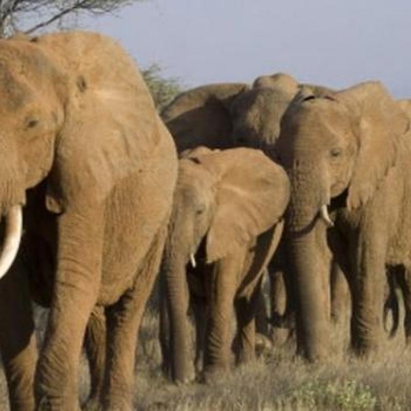 elephants_16_001_jpg_640_350_1.jpeg