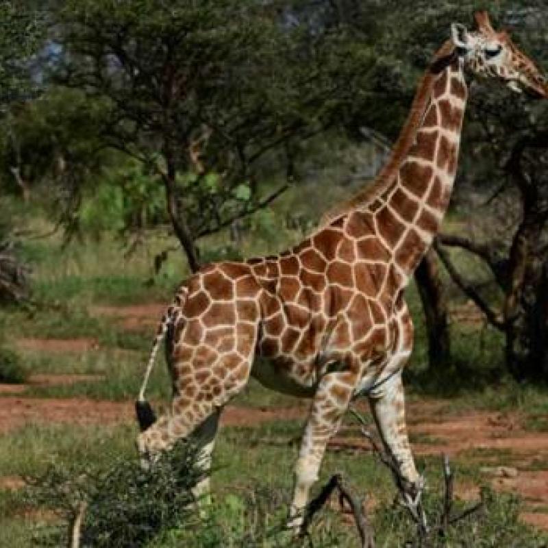giraffes_19_00_jpg_640_350_1.jpeg