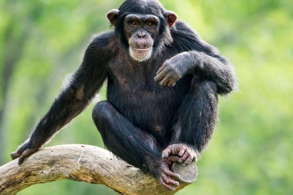 8d3e69671b_50165723_chimpanze.jpg