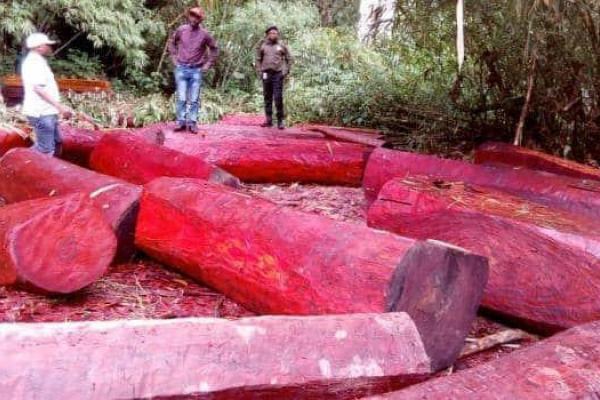 Bois-Rouge.jpg