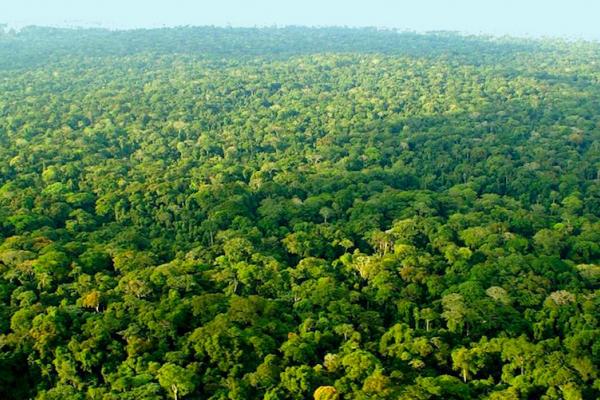 Foret-Bassin-du-Congo.jpg