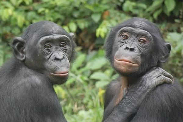 bonobo1.jpeg