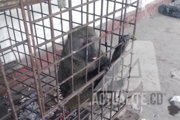chimpanze.jpg