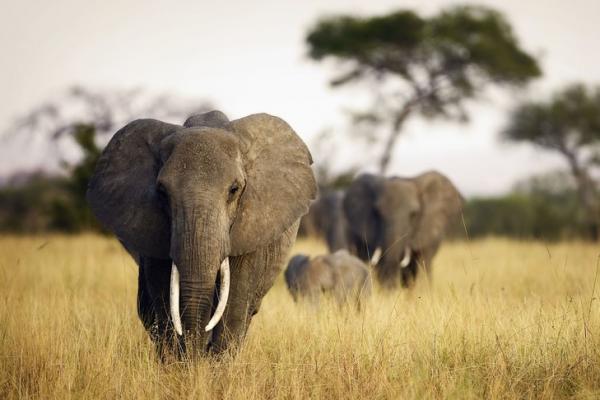 elephant.jpg