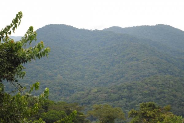 foret_d_itombwe_2_.jpg