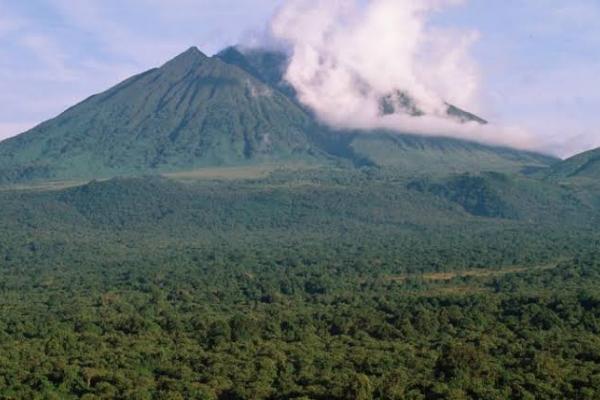 virunga.jpeg
