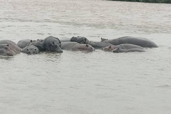 Hippopotames 