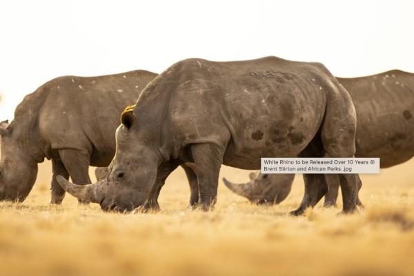 Rhinocéros blanc à relâcher sur 10 ans © Brent Stirton et African Parks